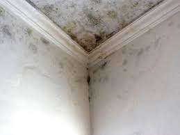 Best Attic Mold Removal  in USA